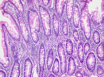 Routine Histology microscopic image