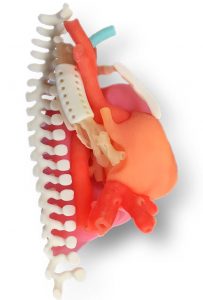 A 3D-printed multi-colored right half of a neonatal sternum is shown, including spinal bones and internal organs.