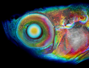An image shows the head and torso of a fish in bright colors.