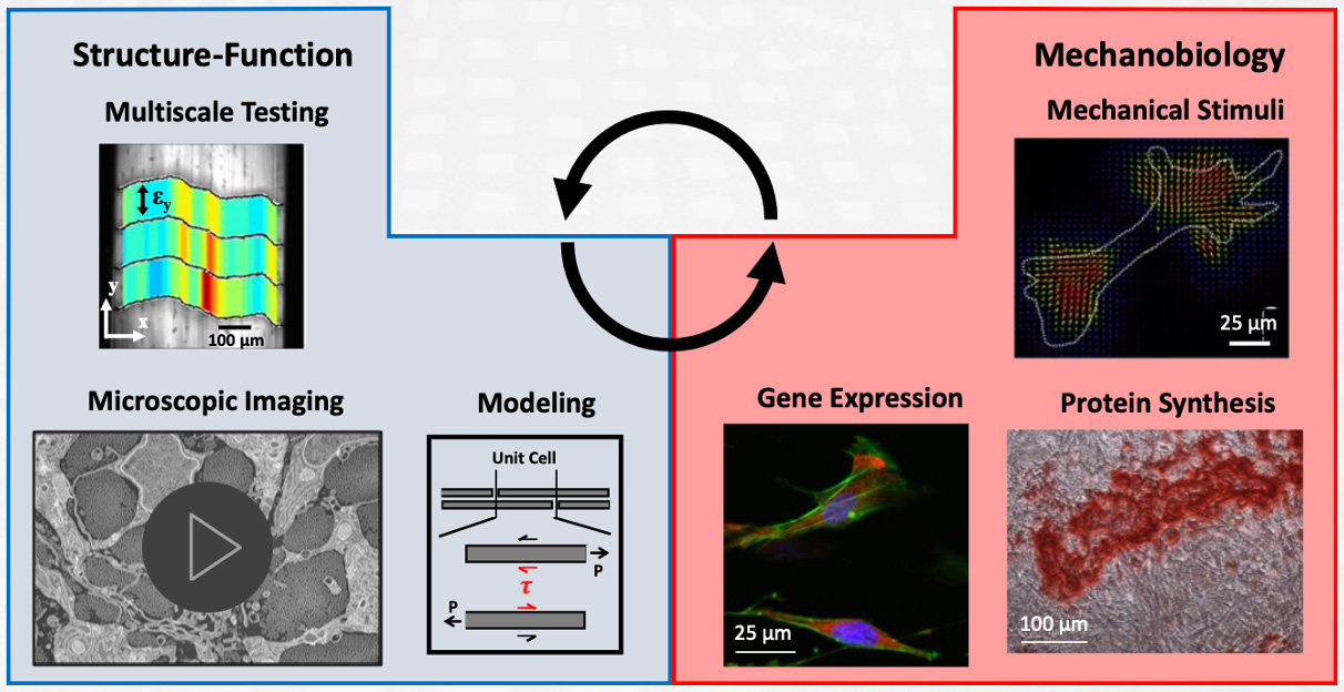 A left side titled Structure-Function and a right side titled Mechanobiology with two curved arrows in the center indicating a cyclical or interactive process between the sections. The structure-function section has multiscale testing with a heat map image, microscopic imaging with an imaging taken from a microscope and modeling with a diagram labeled unit cell depicted with a diagram labeled Unit Cell. The Mechanobiology has three microscopic images titled Mechanical Stimuli, Gene Expression and protein Synthesis. 